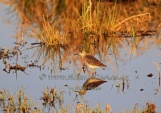 WildLife Photos of Birds, Waders, Wood Sandpiper, Tringa glareola